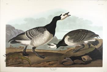 Barnacle Goose